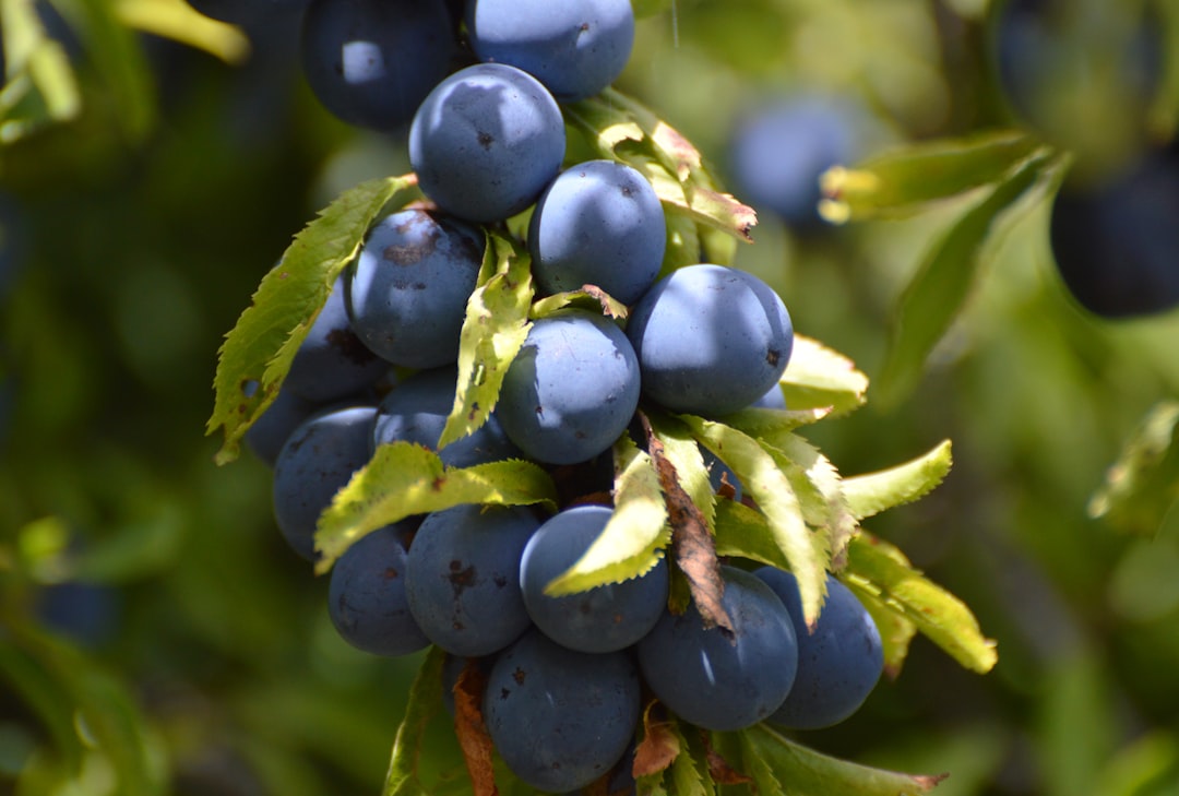 Photo Plum tree